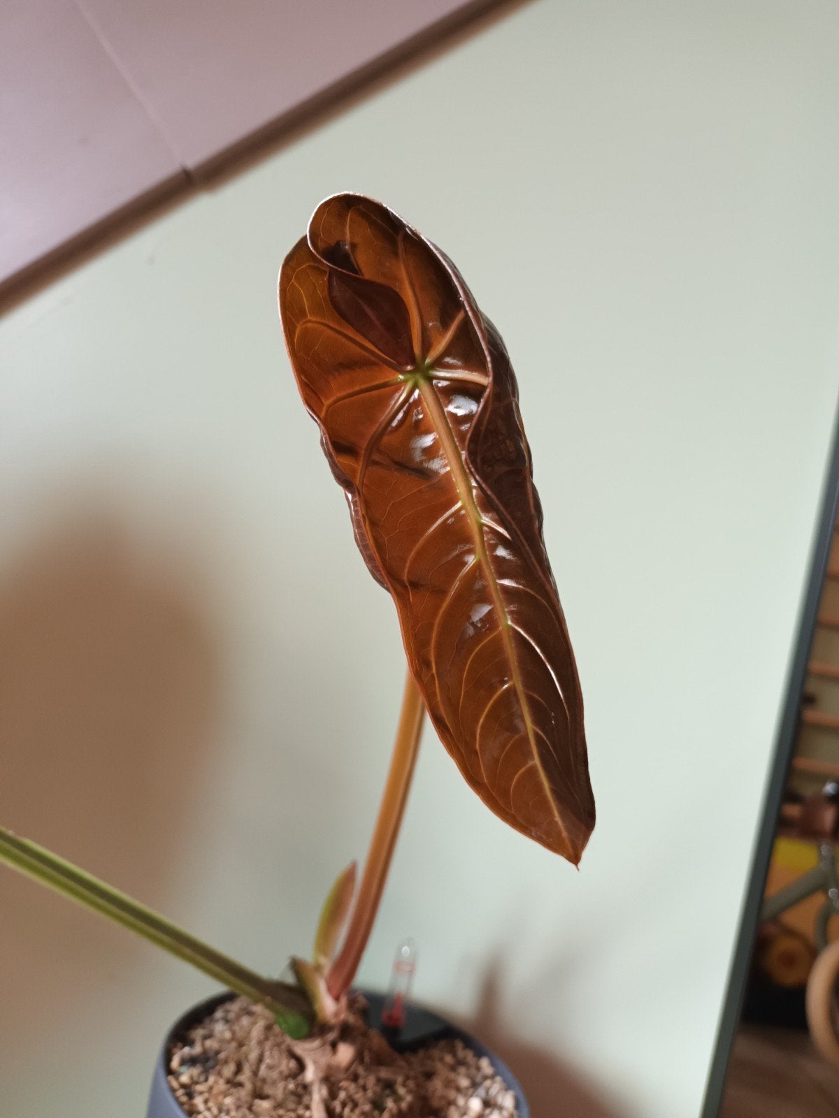 Anthurium magnificum - zaailing, Maison & Meubles, Plantes d'intérieur, Enlèvement ou Envoi