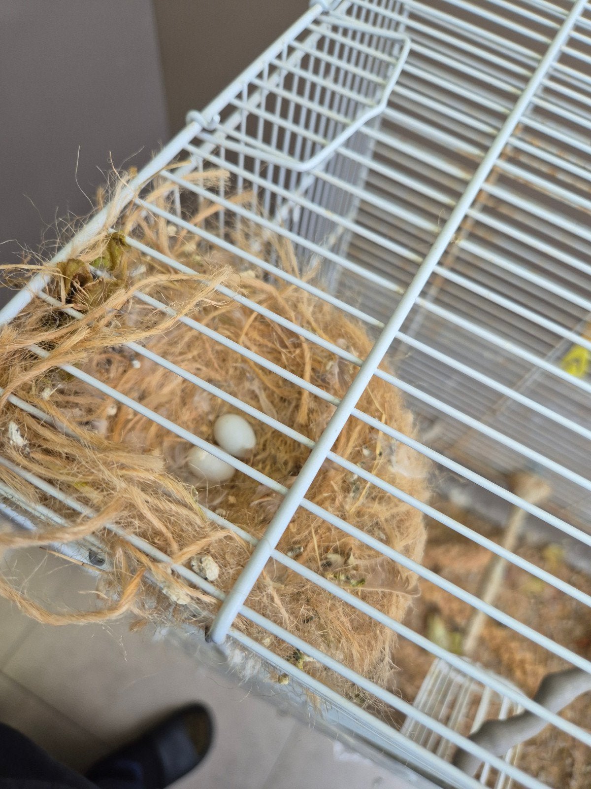 vinken, Dieren en Toebehoren