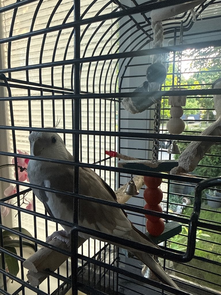 Vogelkooi met staander+ vogel+ voeder, Ophalen, Vogelkooi