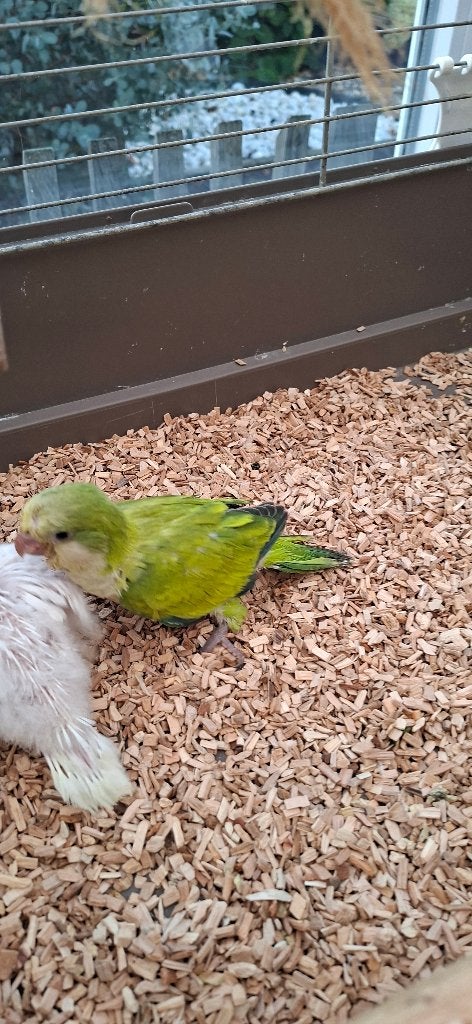 Monniksparkiet, Geslacht onbekend, Parkiet, Tam