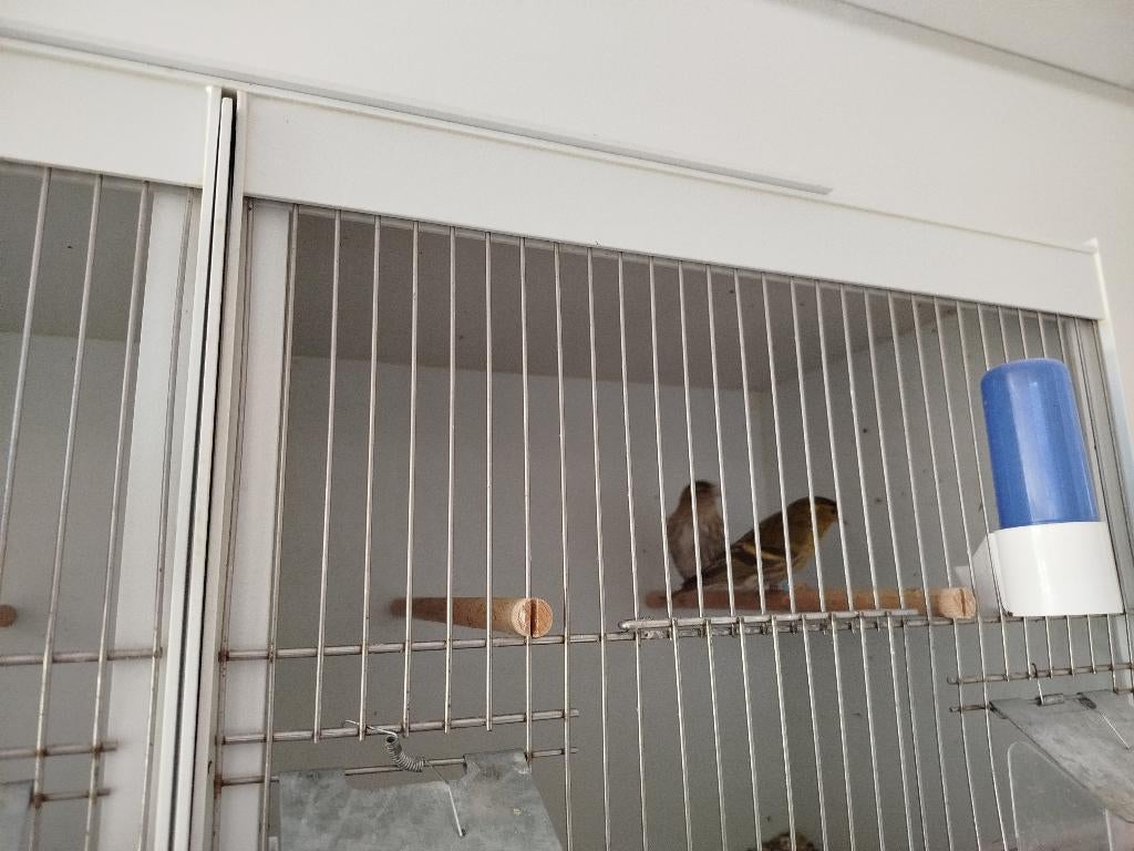 Koppel bruine sijzen 25, Dieren en Toebehoren