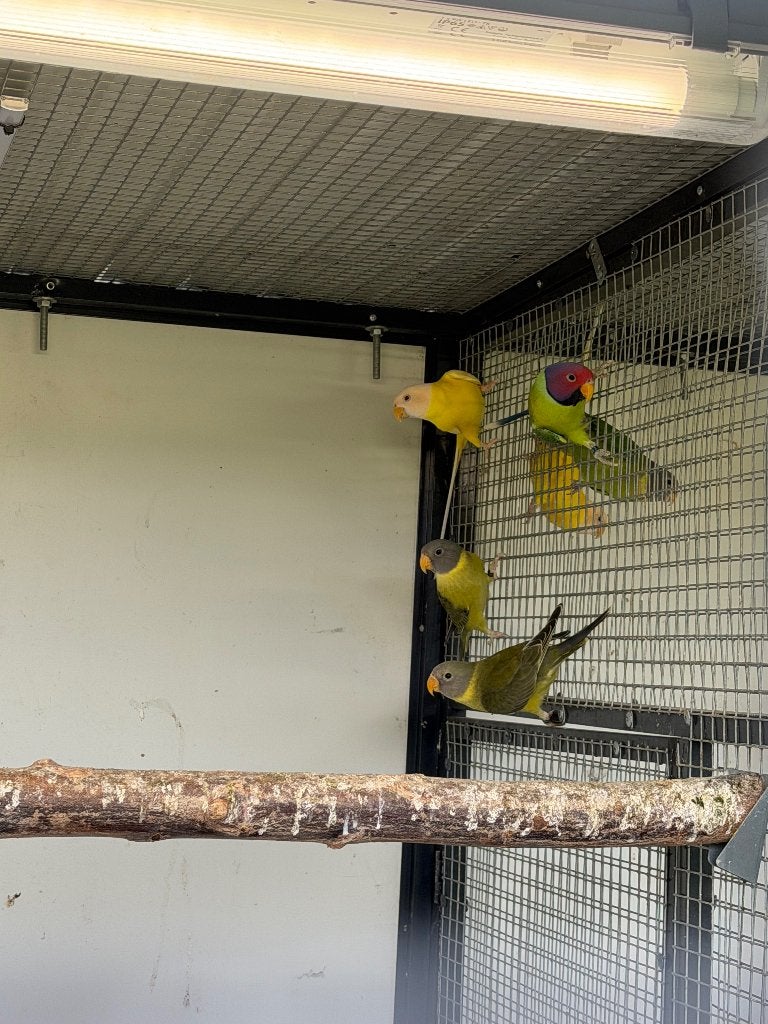 Pruimkopparkieten mutatie, Dieren en Toebehoren, Geslacht onbekend, Parkiet, Geringd