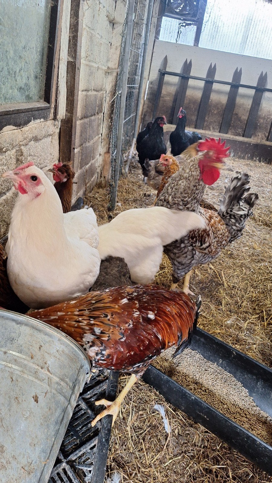 Legkippen en hanen, Plusieurs animaux, Poule ou poulet