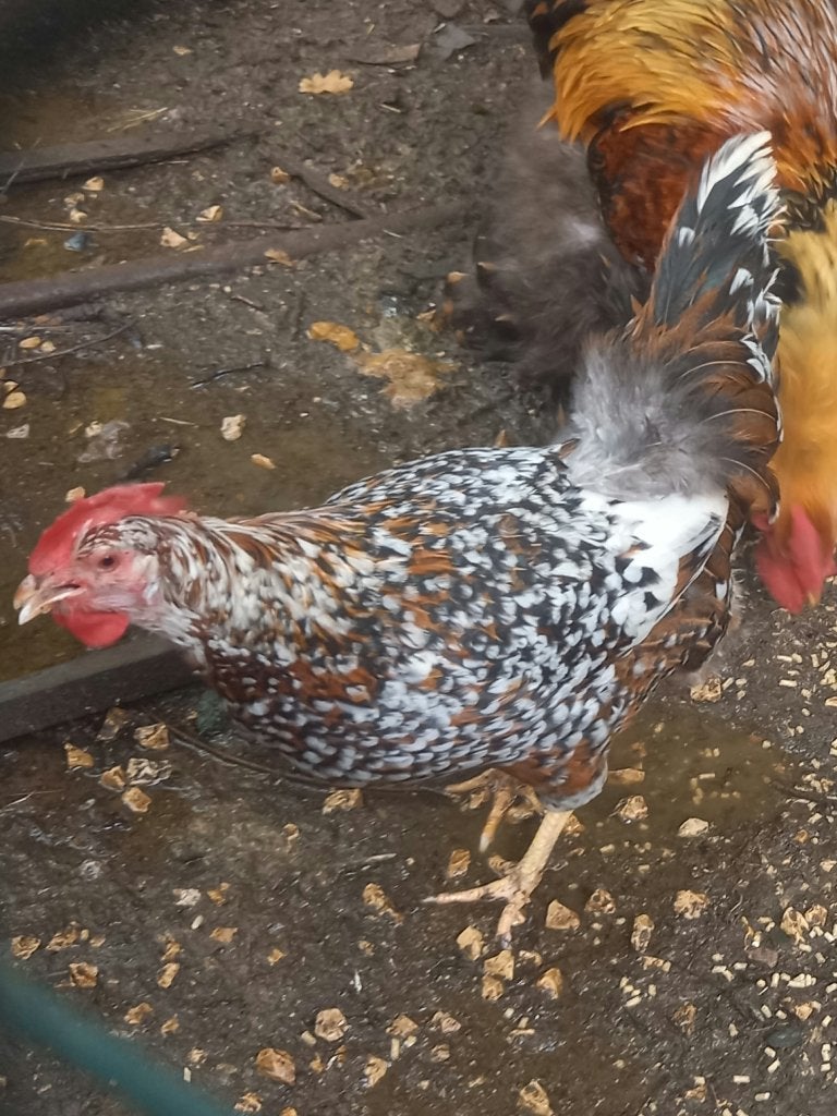 Leghorn hen porselein kleur, Femelle, Poule ou poulet