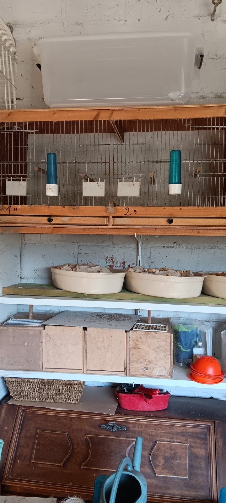 2 Kweekkooien, Dieren en Toebehoren, Ophalen