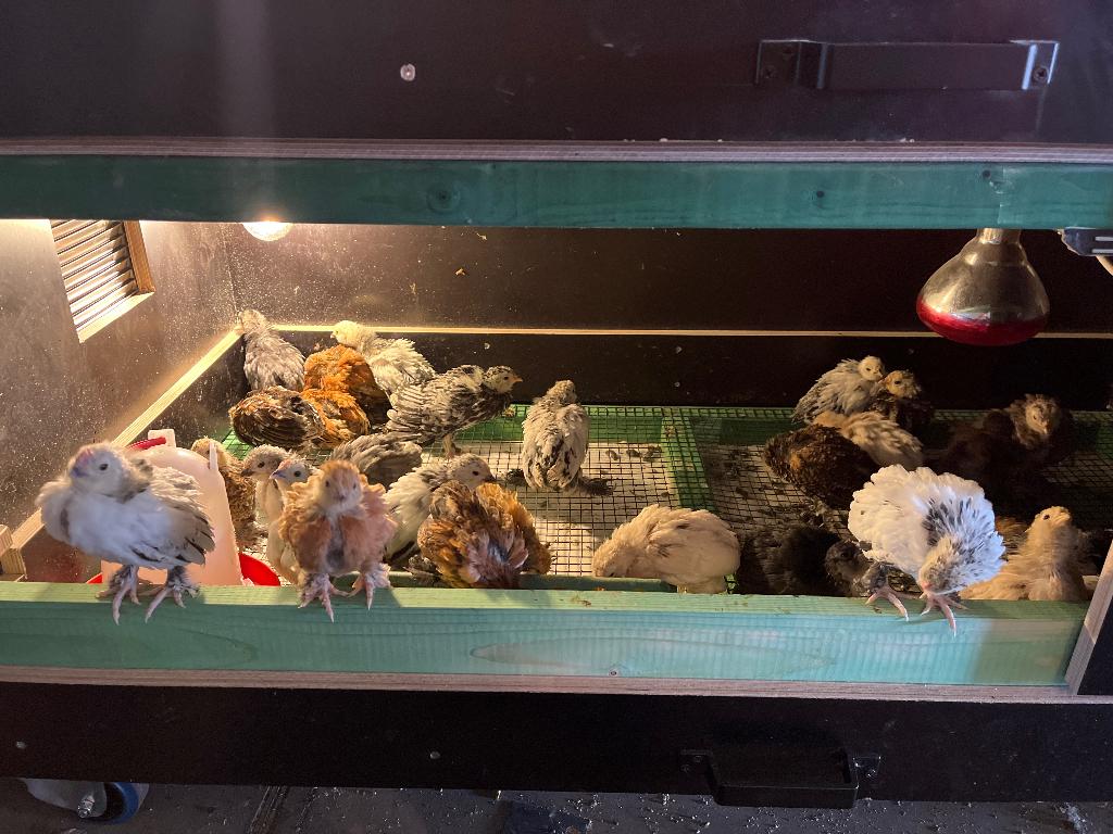 Ukkelse baardkrielen, Dieren en Toebehoren