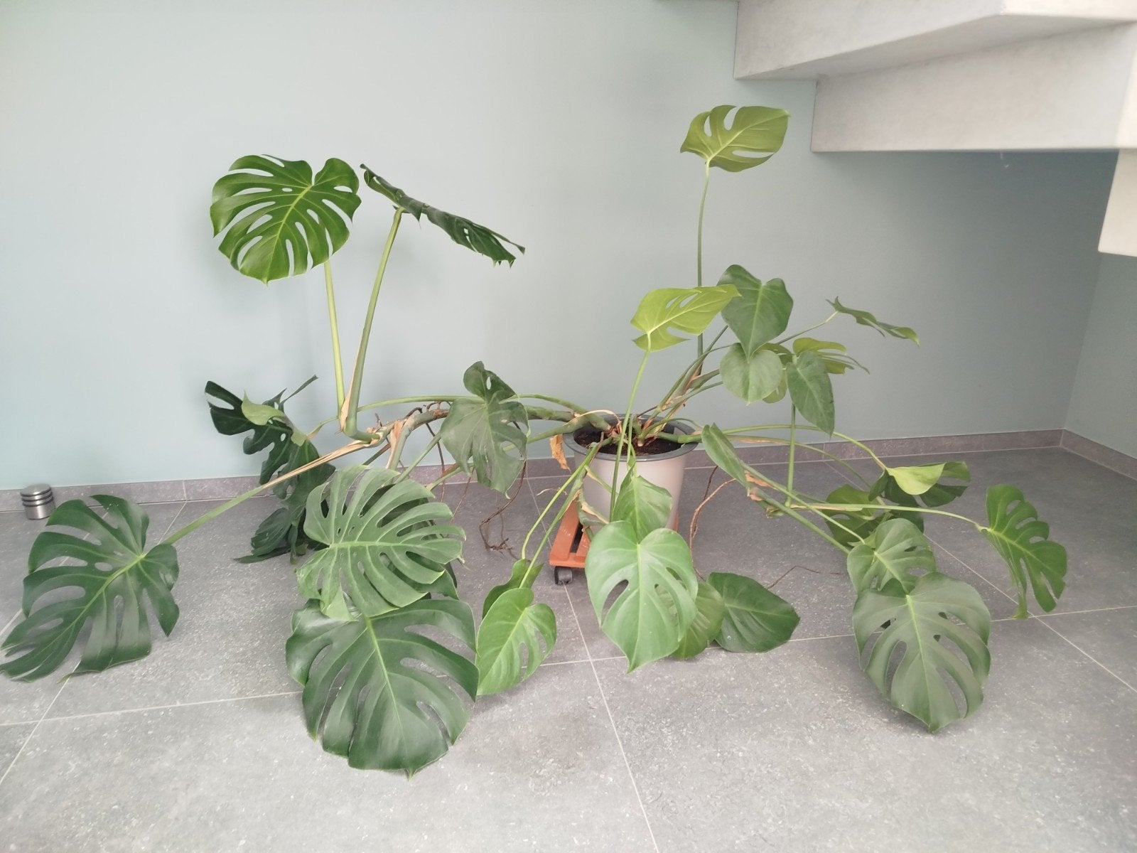 Monstera Deliciosa, Huis en Inrichting, Ophalen