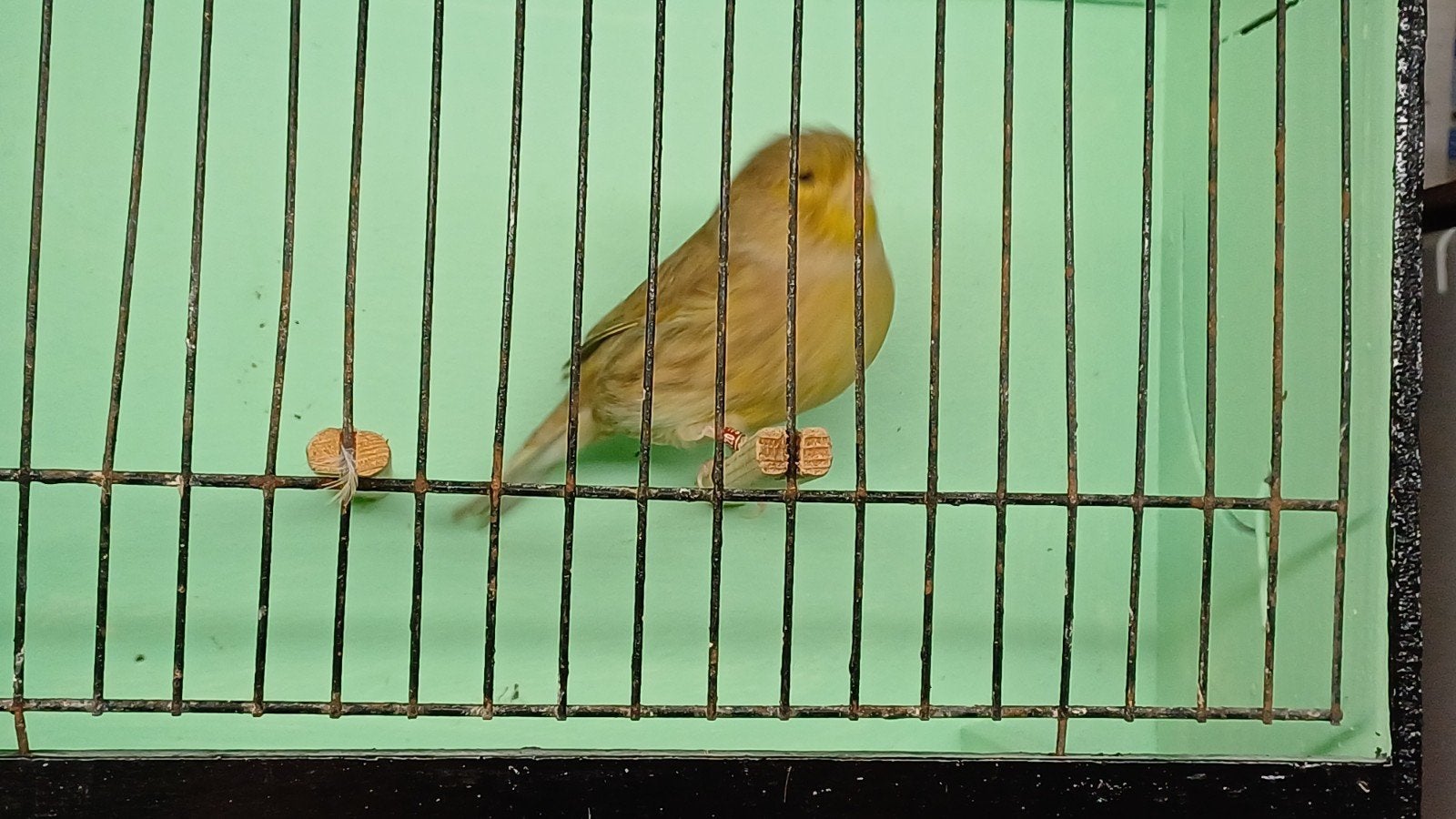 gloster, Dieren en Toebehoren