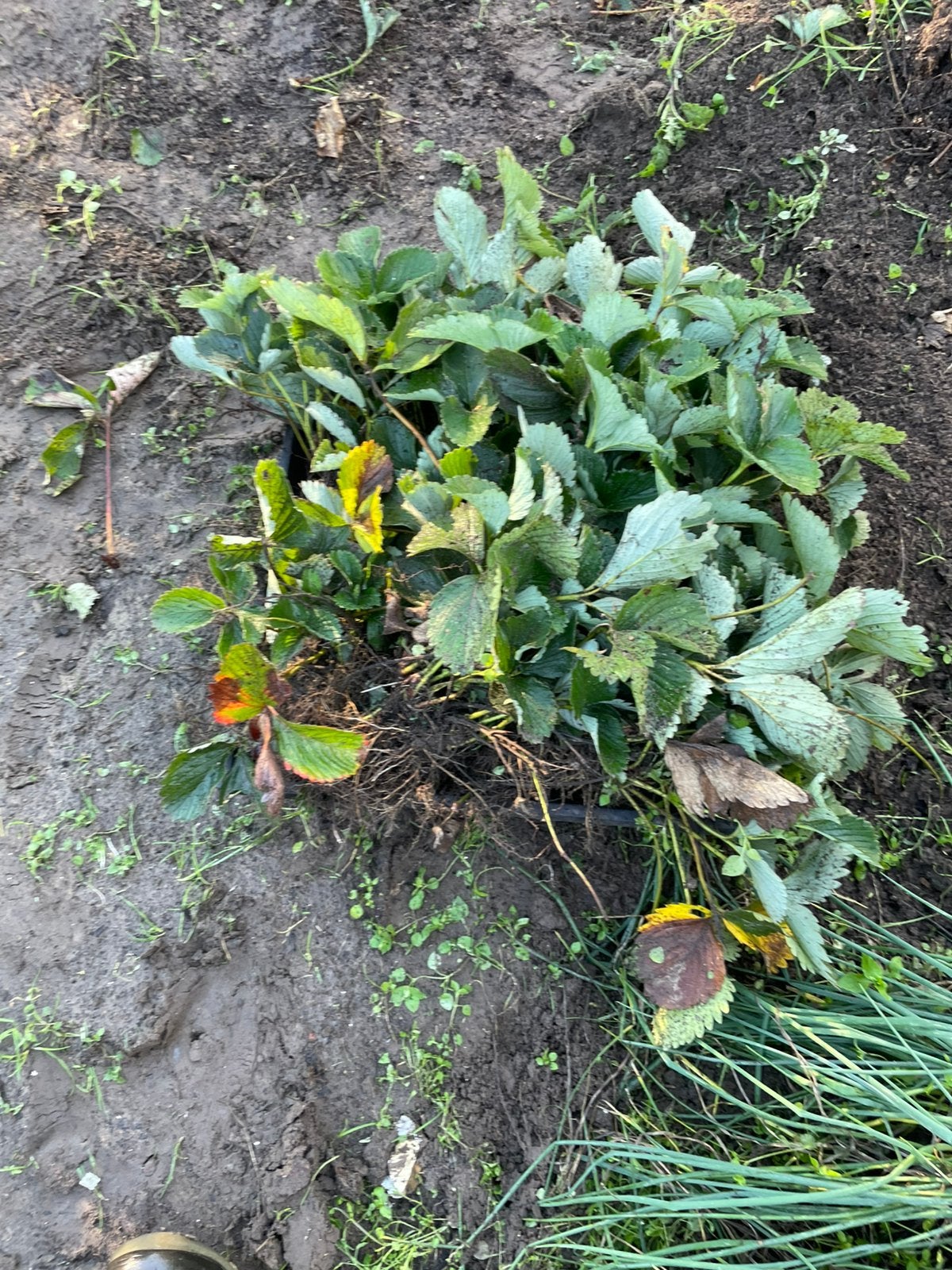 Aardbei planten te koop, Ophalen, Overige soorten