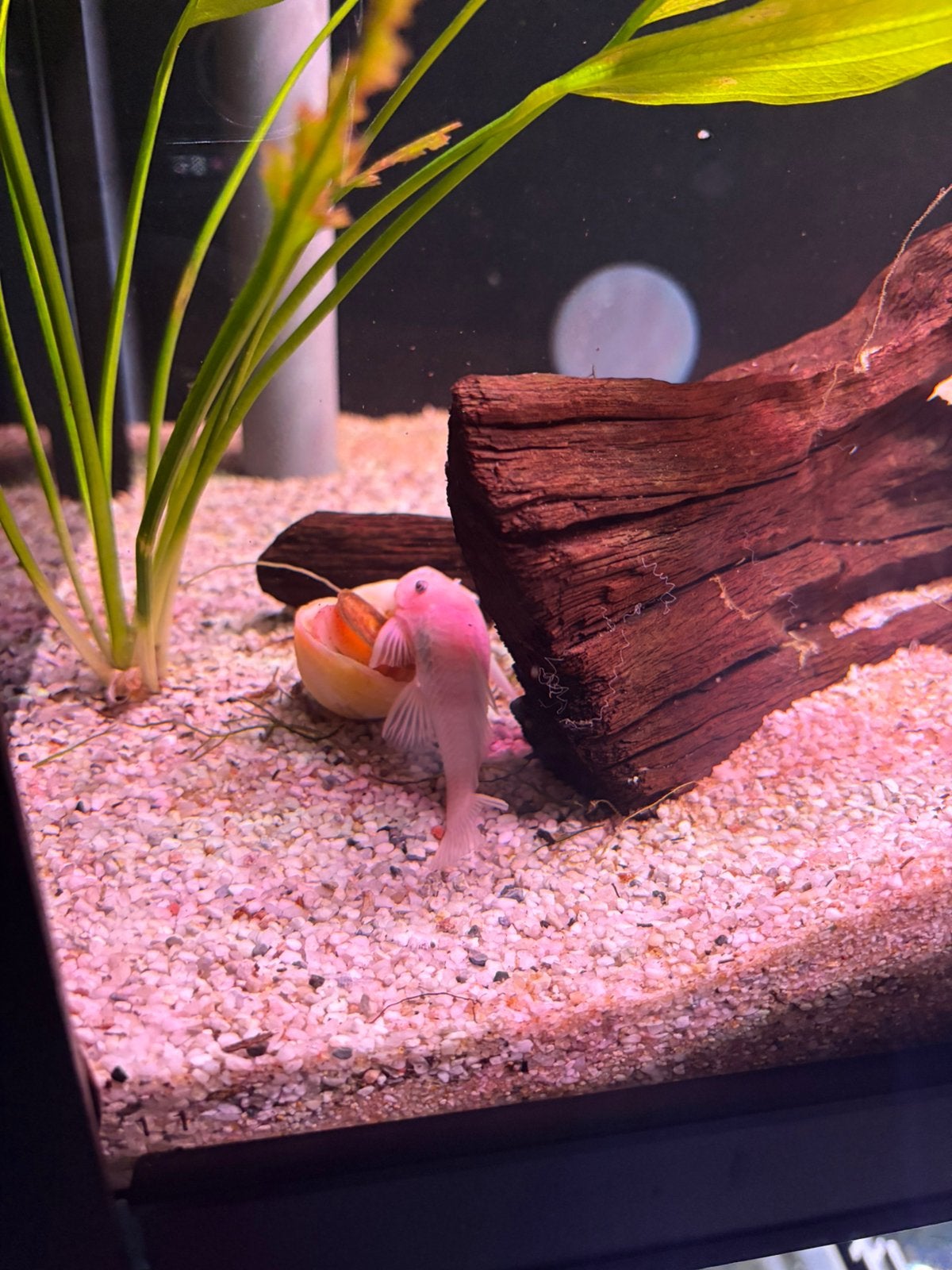 Albino Ancistrus, Dieren en Toebehoren, Vis, Zoetwatervis