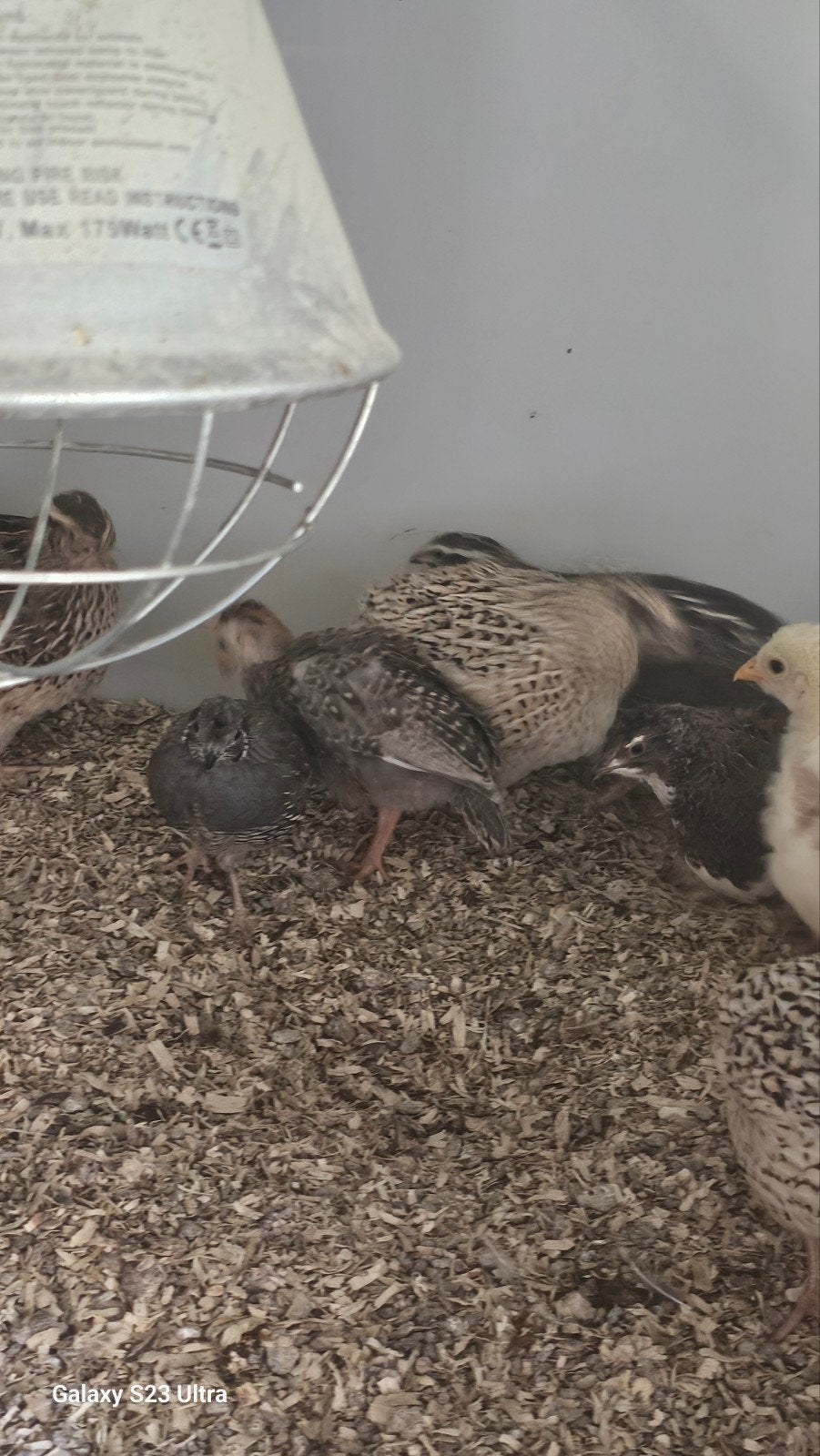 3 parelhoen kuikens., Meerdere dieren, Overige soorten