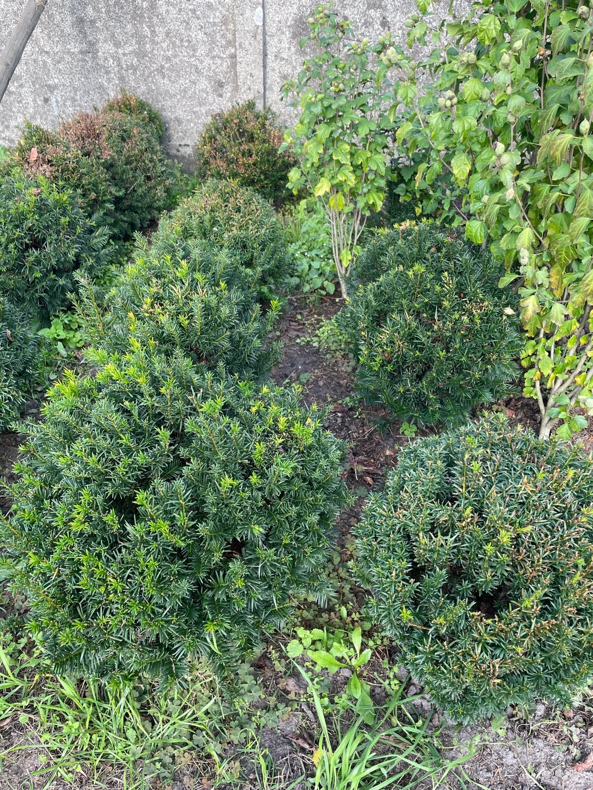 Taxus - 50cm bol vorm (60st.), Tuin en Terras, Ophalen, Taxus, Struik, Minder dan 100 cm