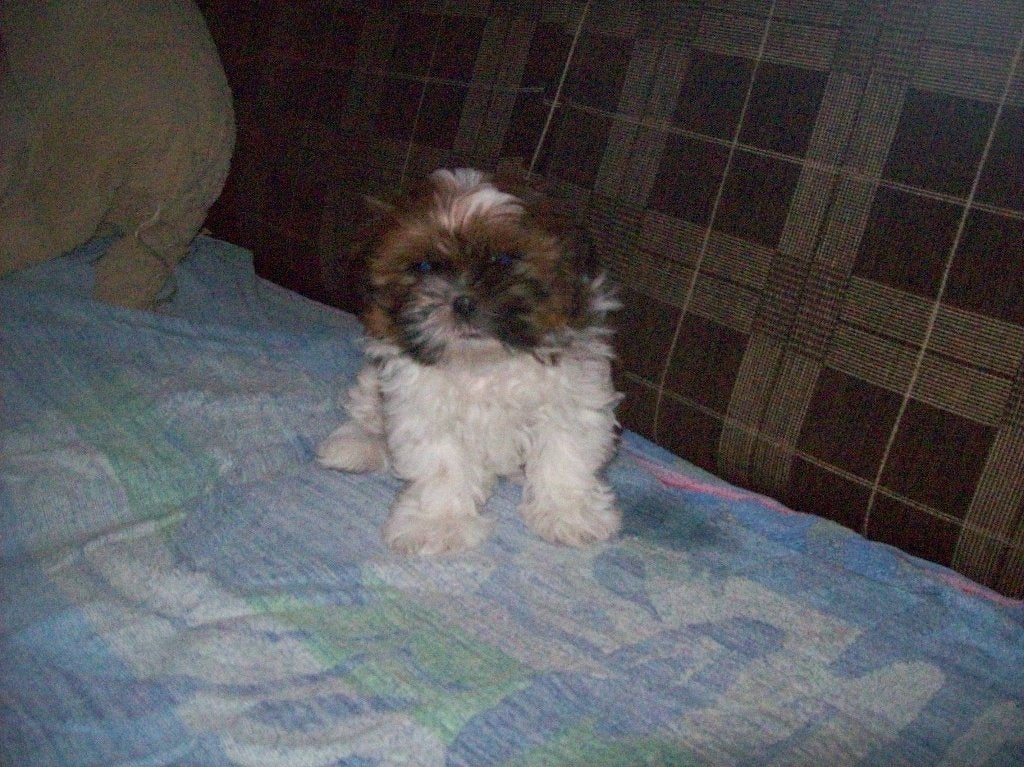 shih tzu pup, België, HCC (leverziekte), Particulier, 8 tot 15 weken