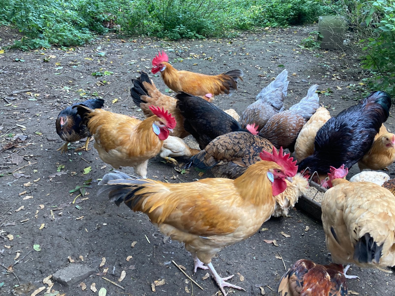 Gele van Haspengouw ras kippen, Dieren en Toebehoren
