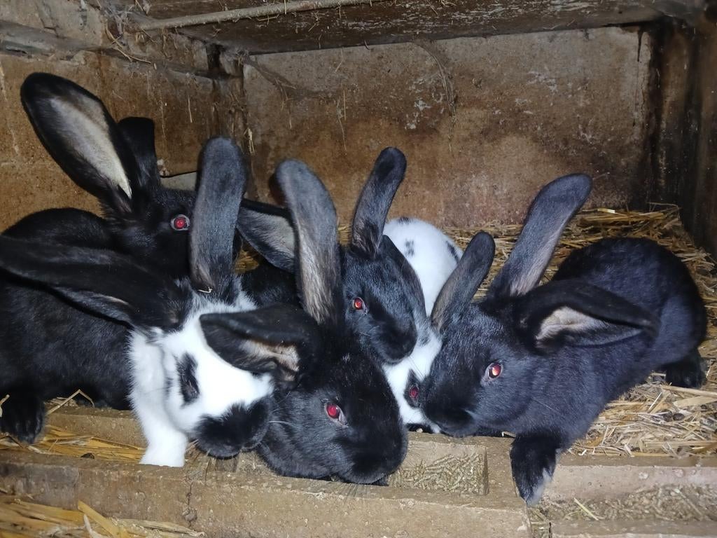reuzevlinders lotharinger, Dieren en Toebehoren, Konijnen