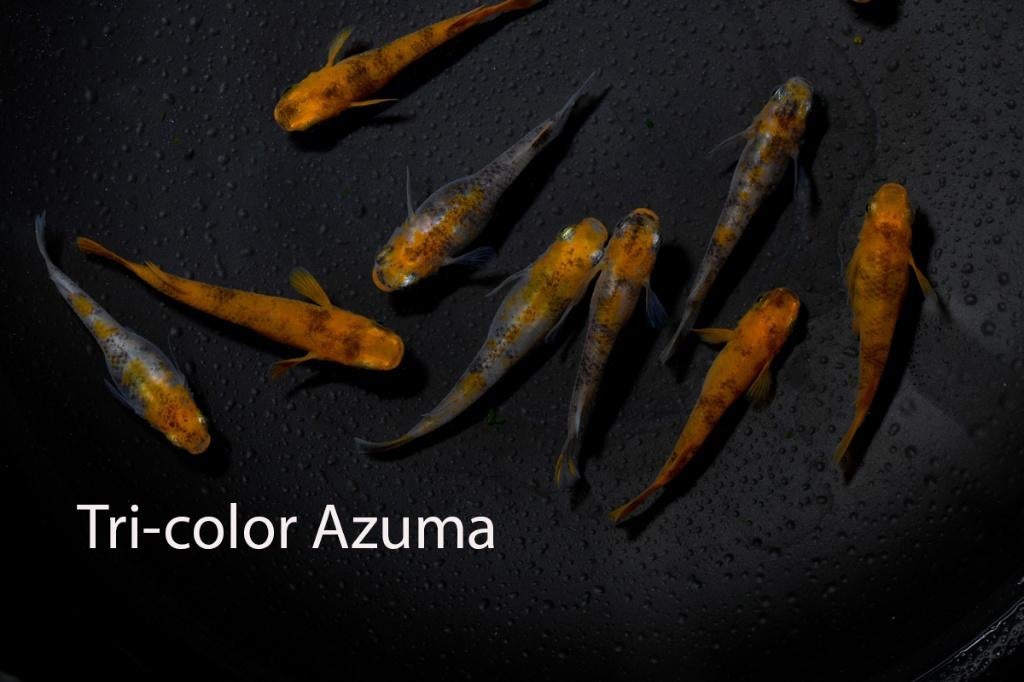 Azuma Tri-color Medaka Volwasssen +/-3cm, Animaux & Accessoires, Poissons | Poissons d'aquarium, Poisson, Poisson d'eau douce