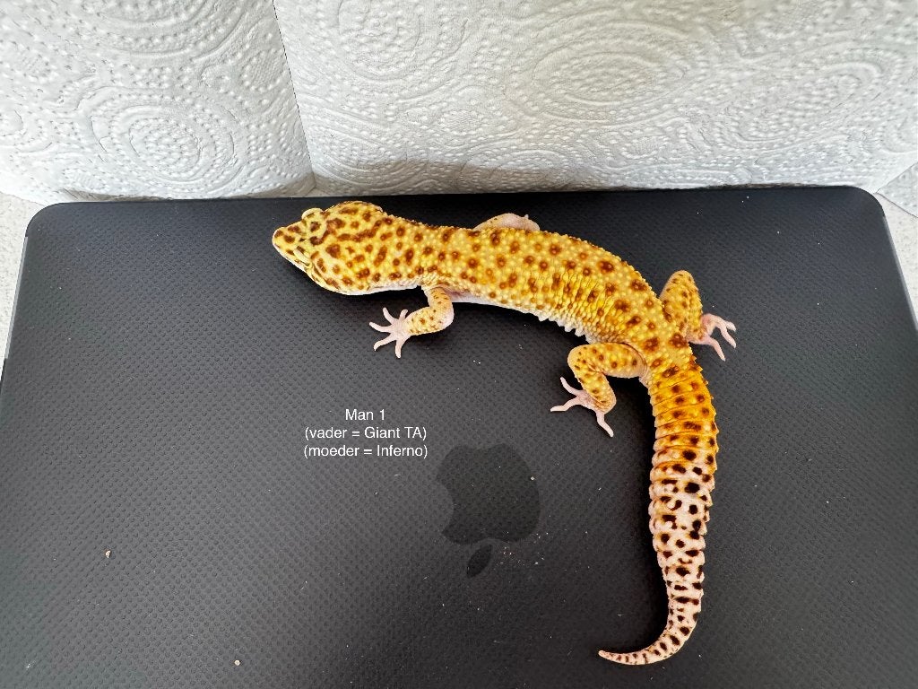 Luipaardgekko man tangerine, Hagedis, Tam, 0 tot 2 jaar