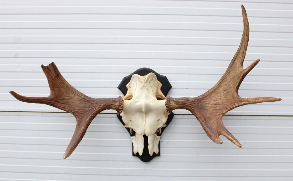 Opruiming: SCANDINAVISCH ELAND GEWEI OP SCHILD (ref. BOC), Verzamelen, Dierenverzamelingen, Ophalen, Gebruikt, Hert, Gewei of Kop
