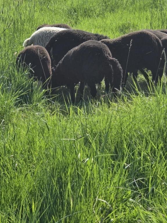 Moutons 8mois, Femelle, Mouton, 0 à 2 ans
