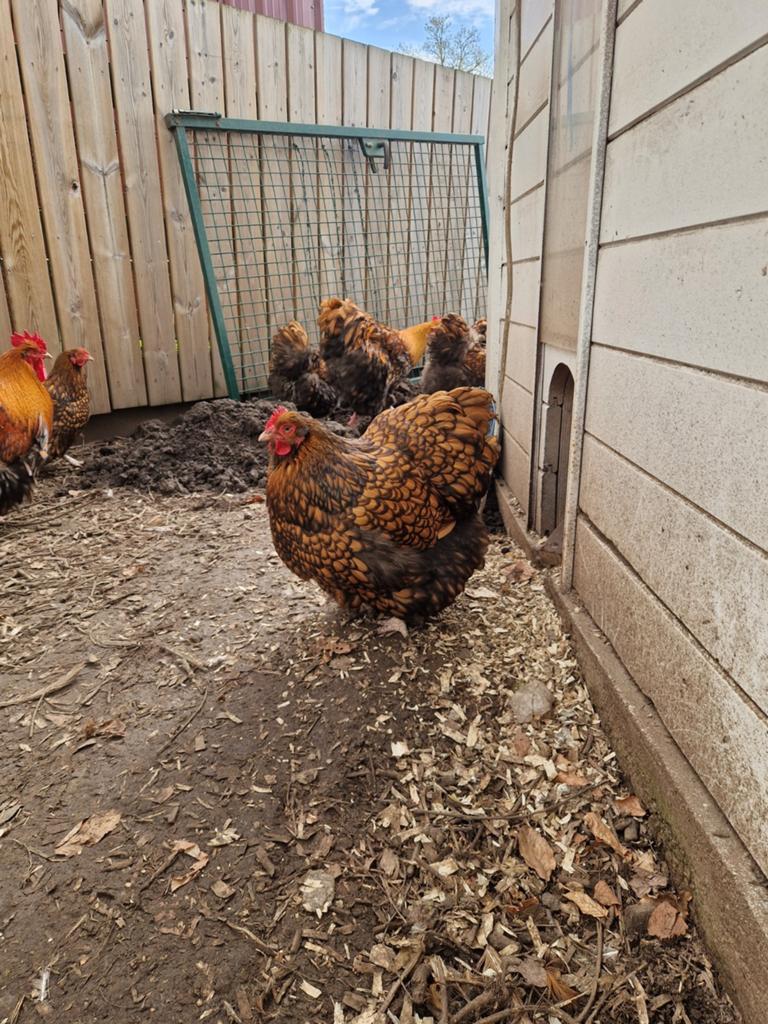 Broedeieren, Dieren en Toebehoren, Pluimvee