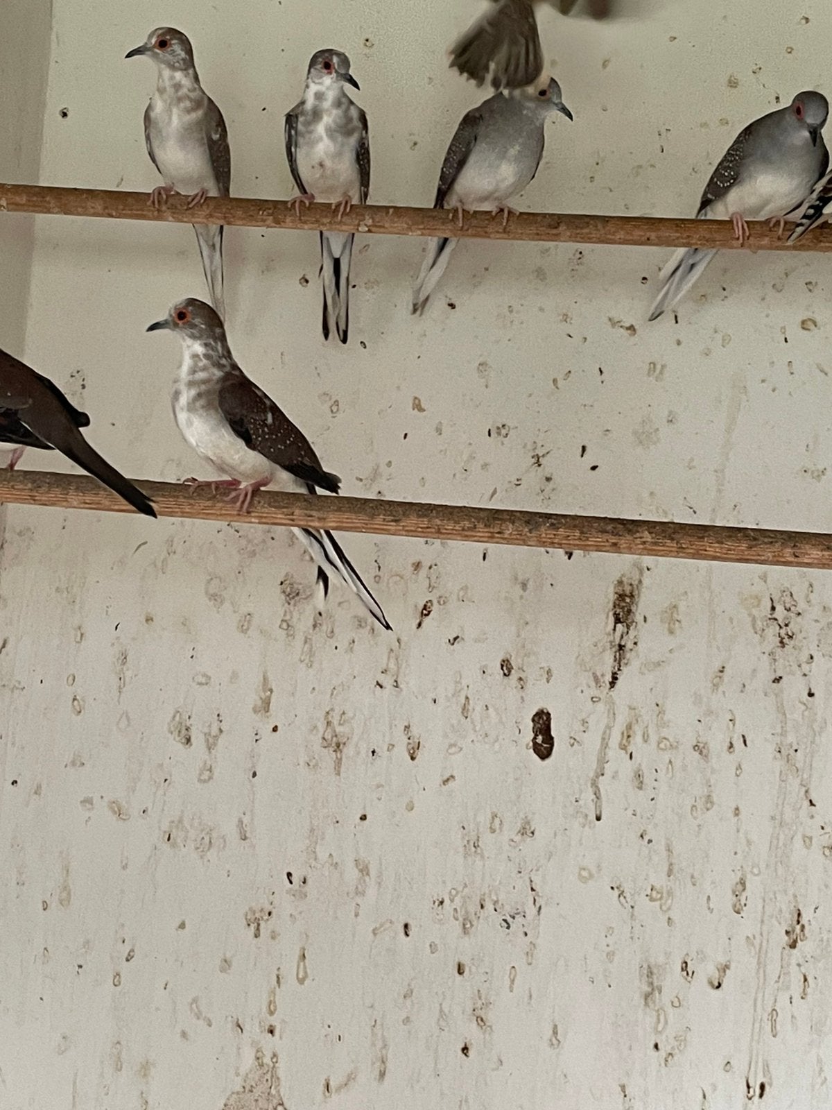 Bonte diamand duiven, Dieren en Toebehoren