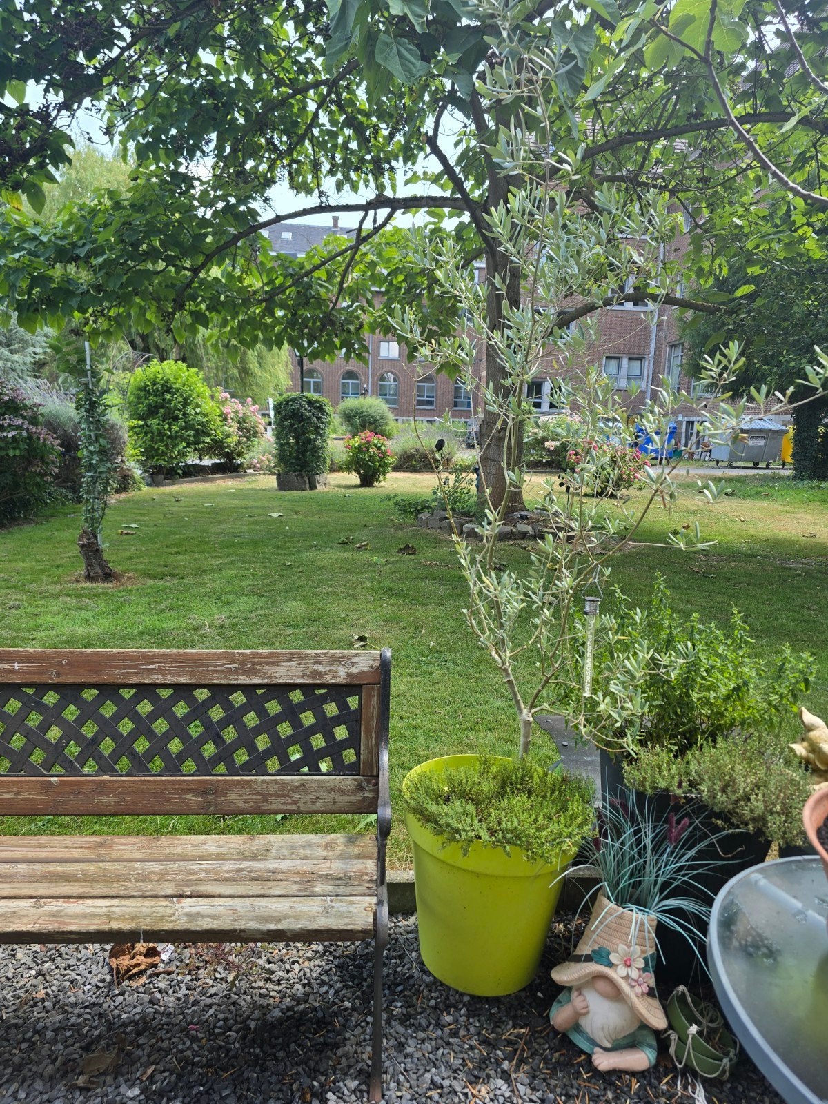 Olivier, Jardin & Terrasse, Plantes | Arbres, Enlèvement, Olivier