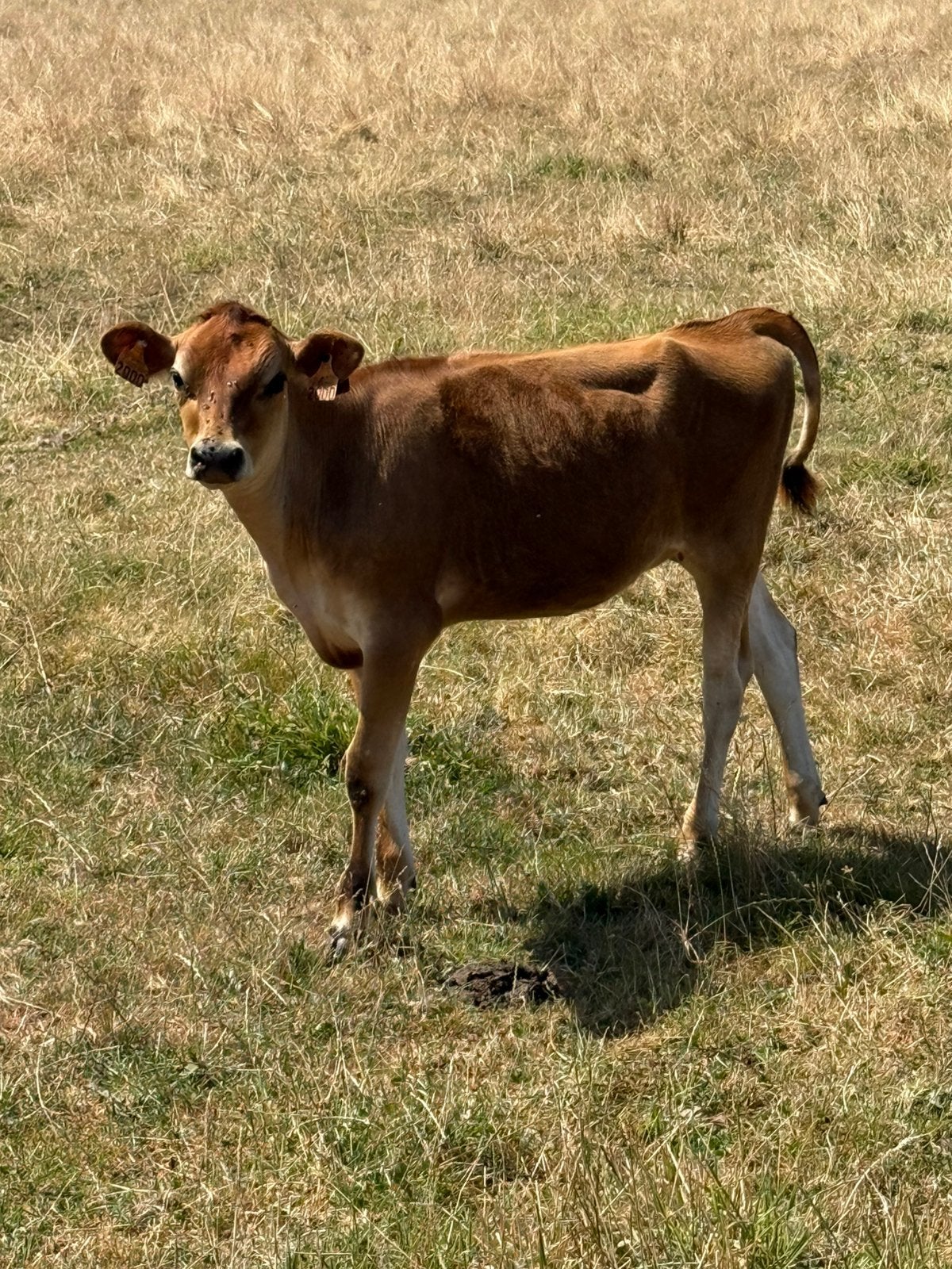 Jersey, Dieren en Toebehoren, Runderen