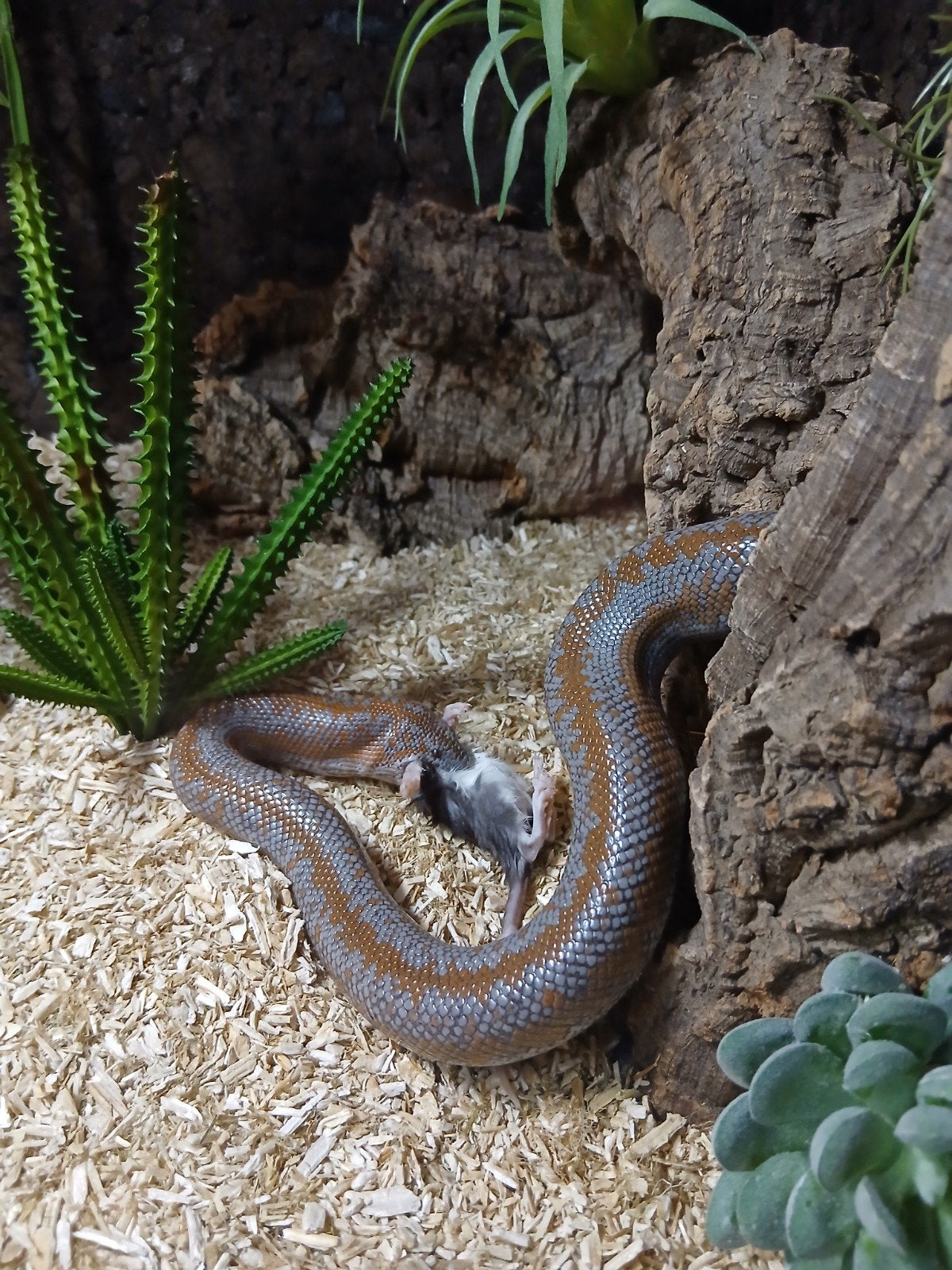 Rosy Boa het Limburg albino kweekklare vrouwtje 2023., Slang, Met terrarium, 3 tot 6 jaar