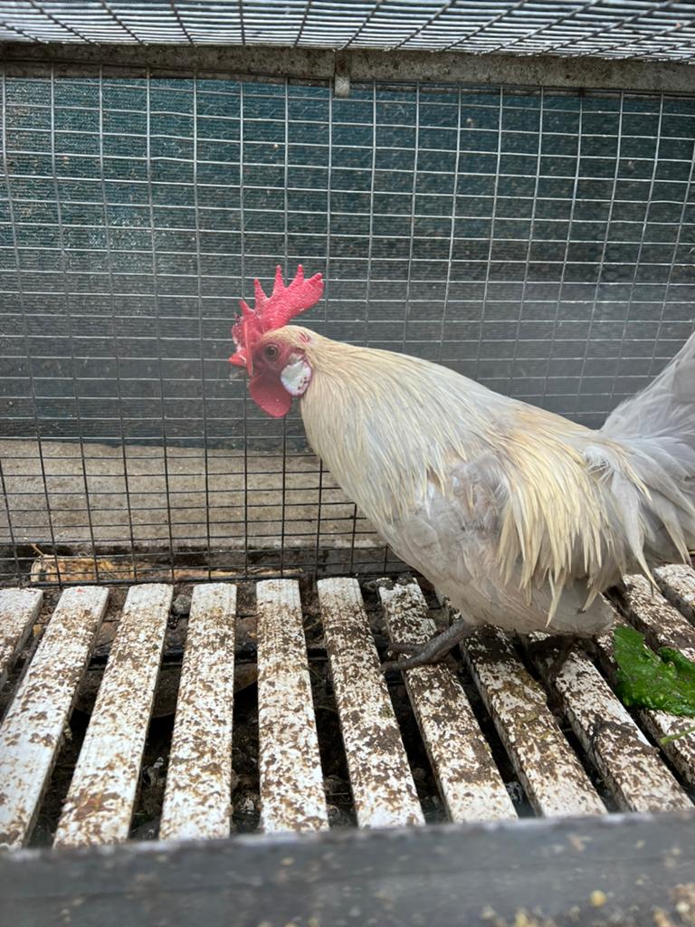 Poule  naine trio, Animaux & Accessoires