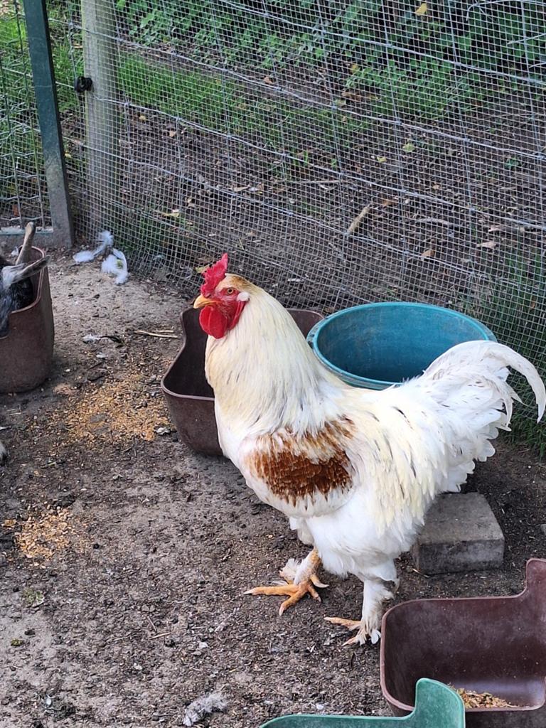 3 kruising Brahma hanen september 2025, Dieren en Toebehoren, Pluimvee