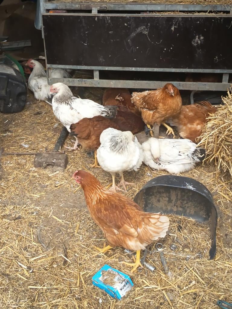 Poules pondeuses Brakel