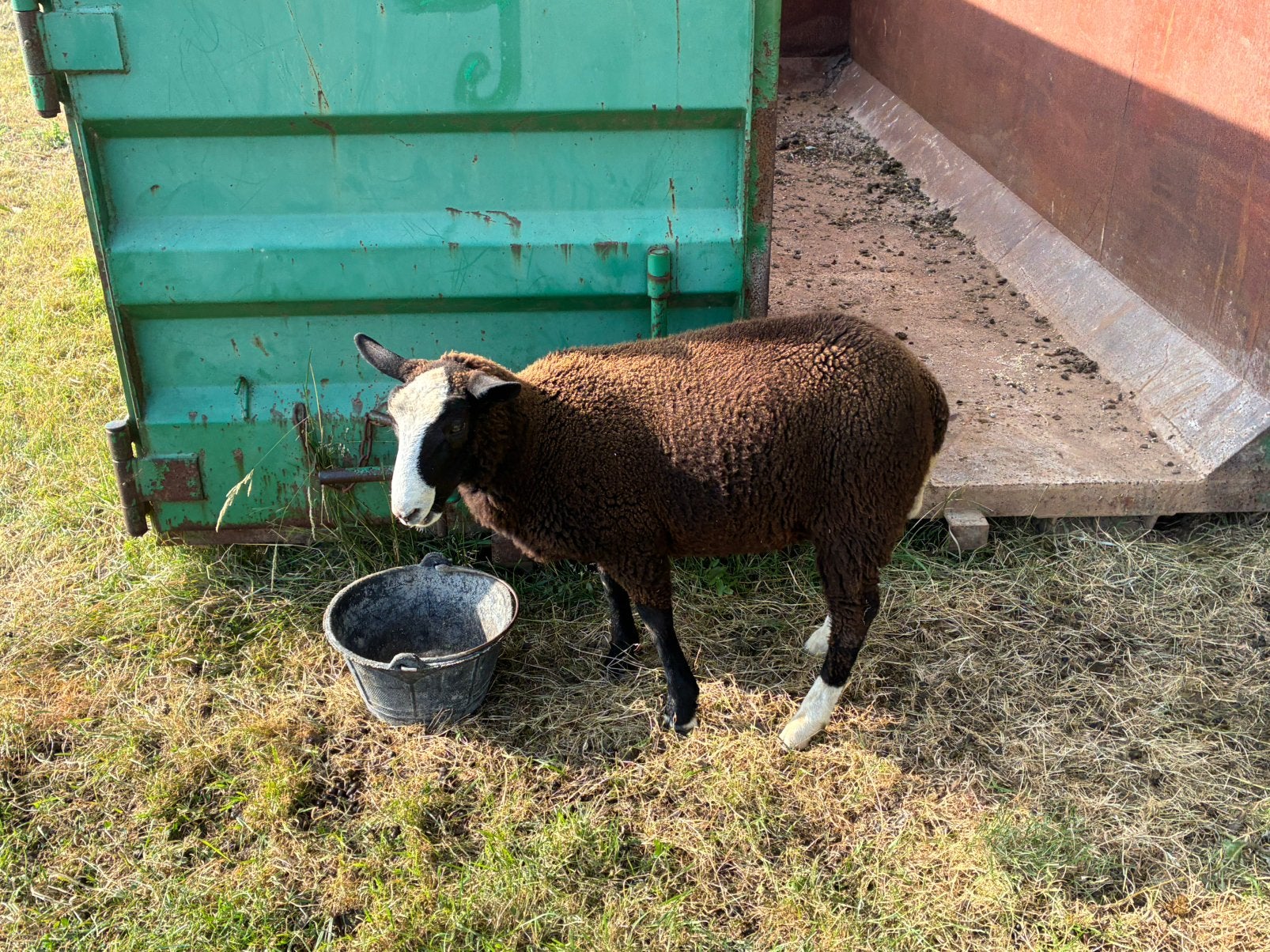 Zwartbles ram, Mannelijk, Schaap, 0 tot 2 jaar