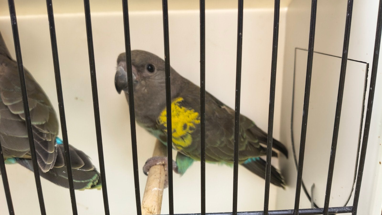 Meyer papegaai, Dieren en Toebehoren