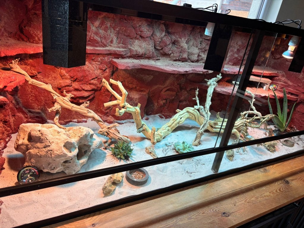 Woestijnterrarium 200x70x70, Enlèvement ou Envoi, Neuf, Terrarium ou Paludarium