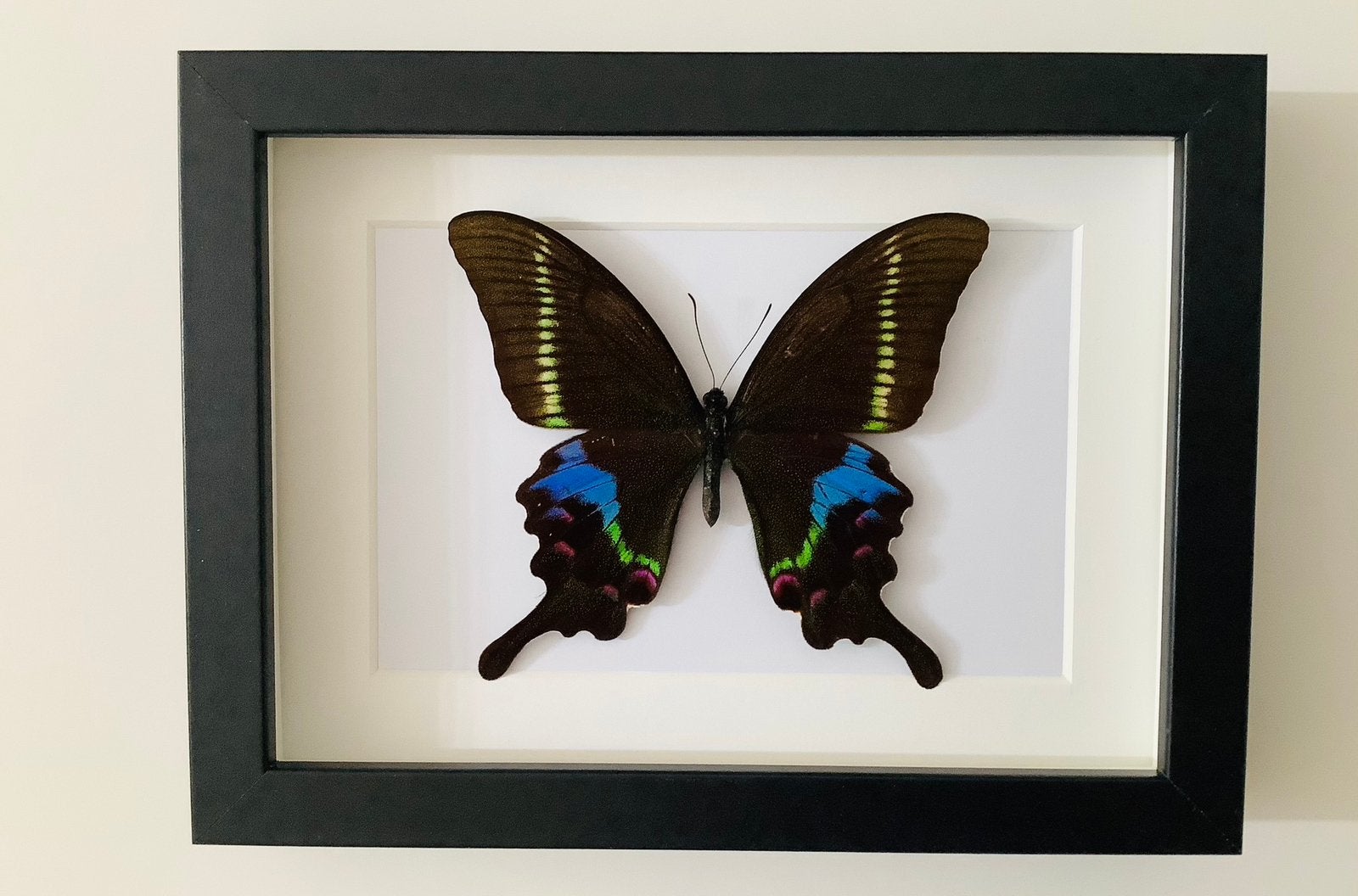 Papilio krishna in lijst, Ophalen, Nieuw