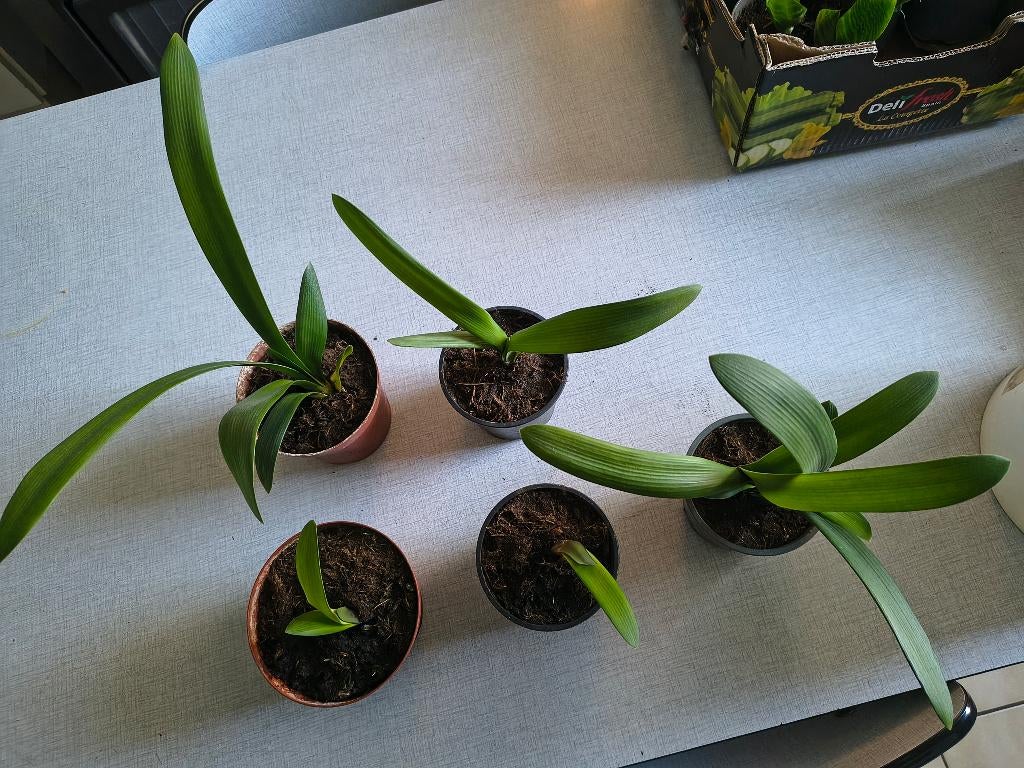 Stekjes Sint-Jozefsplant, Huis en Inrichting, Kamerplanten, Overige soorten, Minder dan 100 cm, Bloeiende kamerplant, Volle zon