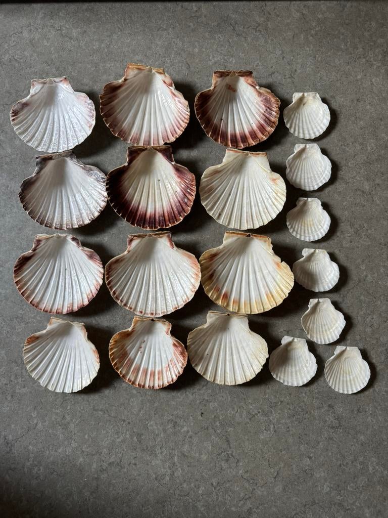 19 grote schelpen, Verzamelen, Mineralen en Fossielen, Ophalen of Verzenden, Schelp(en)