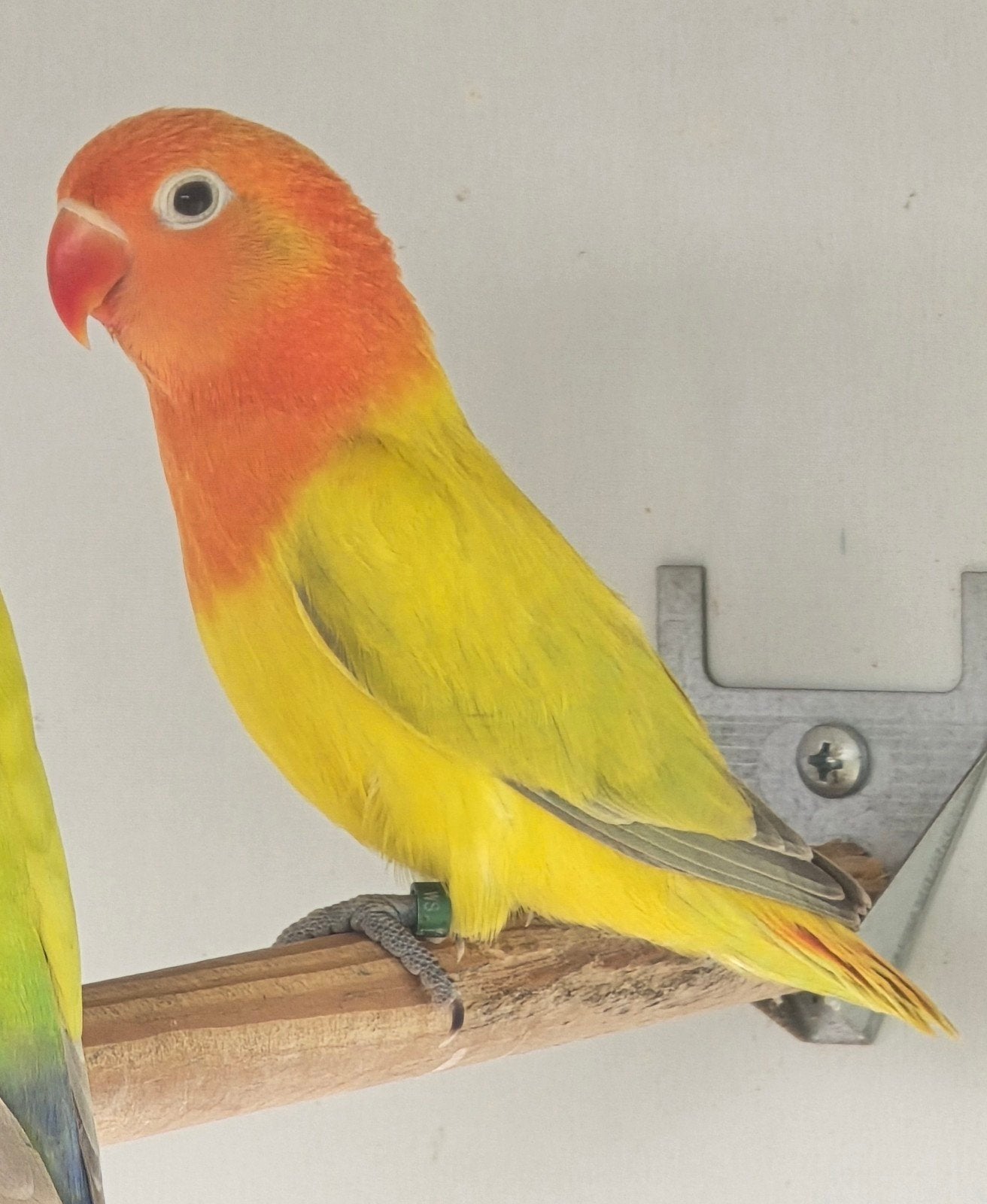 Euwing Opaline Dilute Fischeri Pop 2026, Vrouwelijk, Dwergpapegaai of Agapornis, Geringd