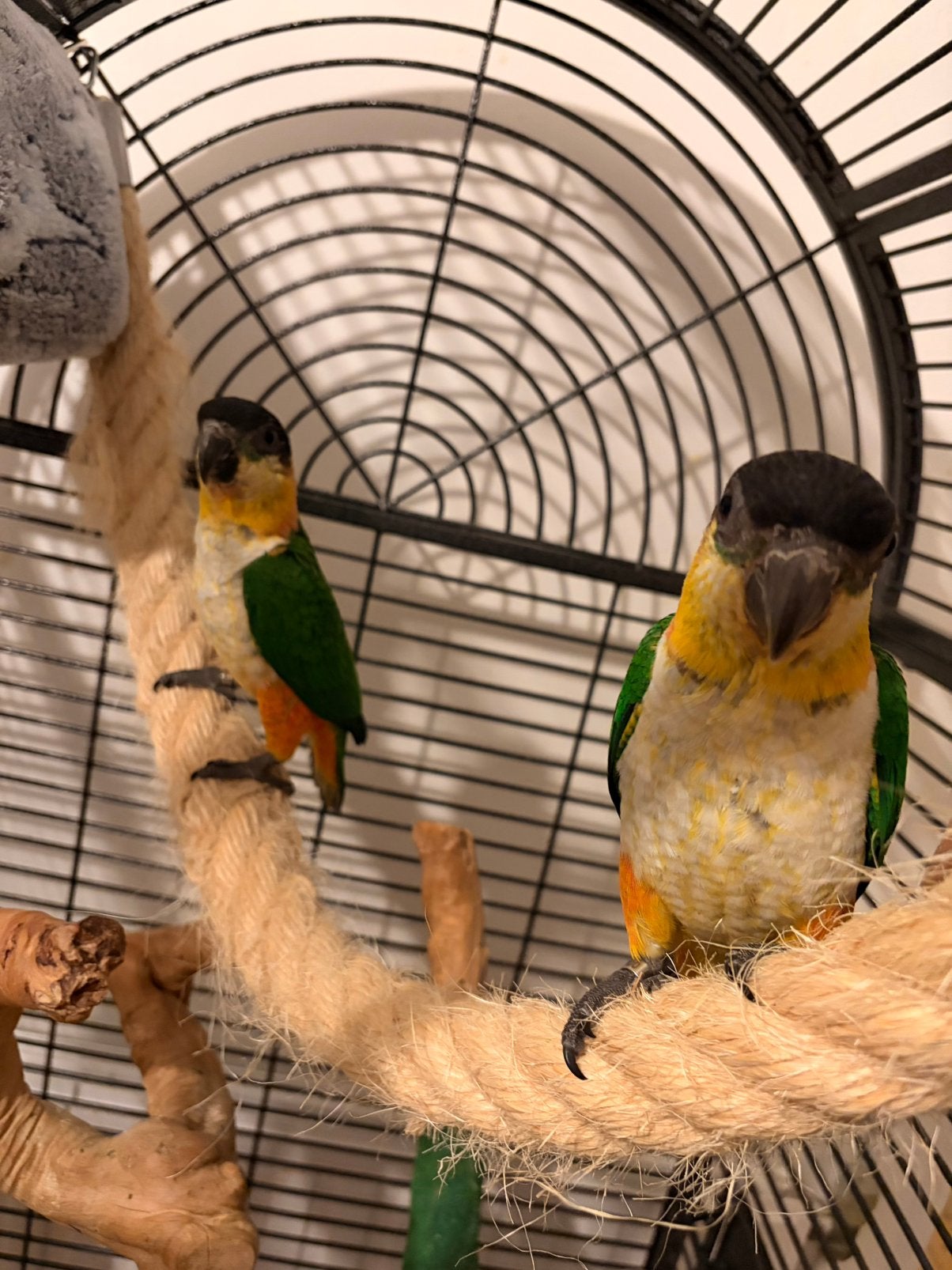 Supertam jonge zwartkop caique’s 2026, Dieren en Toebehoren, Mannelijk, Papegaai, Tam