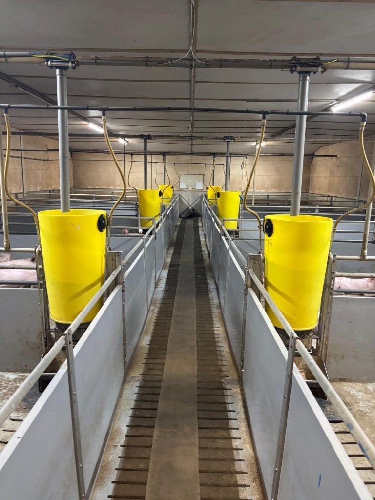 Hokinrichting vleesvarkens, Dieren en Toebehoren