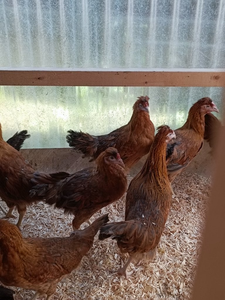 cream legbar & marans pondeurs bleu/vert/chocola 0499/082381, Femelle, Poule ou poulet