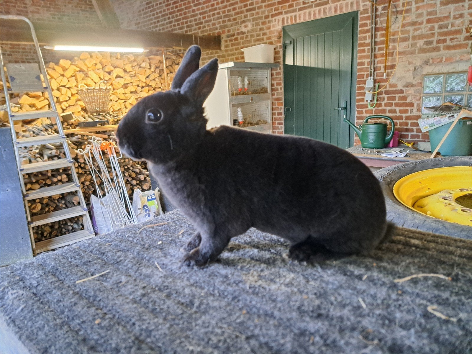 Koppel Rex Dwerg Dalmatiner, Vrouwelijk, Dwerg, 0 tot 2 jaar