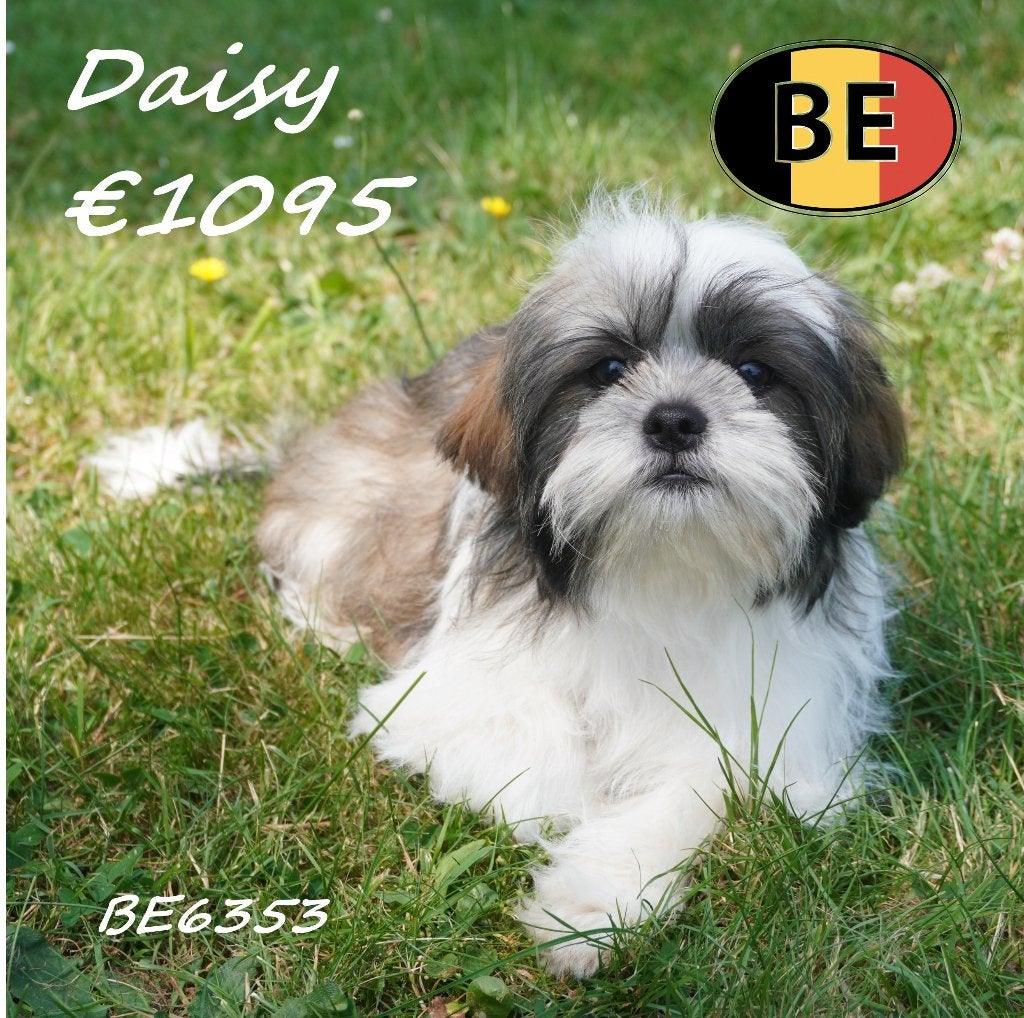 Soraya, Daisy et Dolly Shih Tzu au charme irrésistible, Animaux & Accessoires, 15 semaines à 1 an, Commerçant, Belgique, Plusieurs