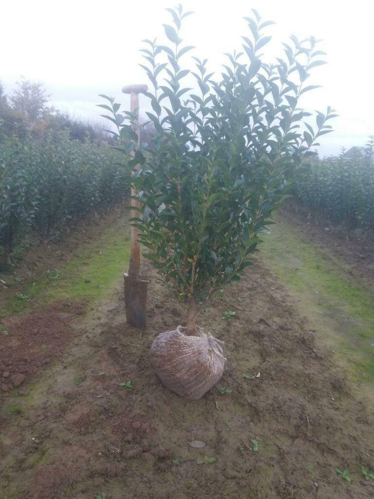 Ligustrum Ovalifolium, Tuin en Terras, Ophalen