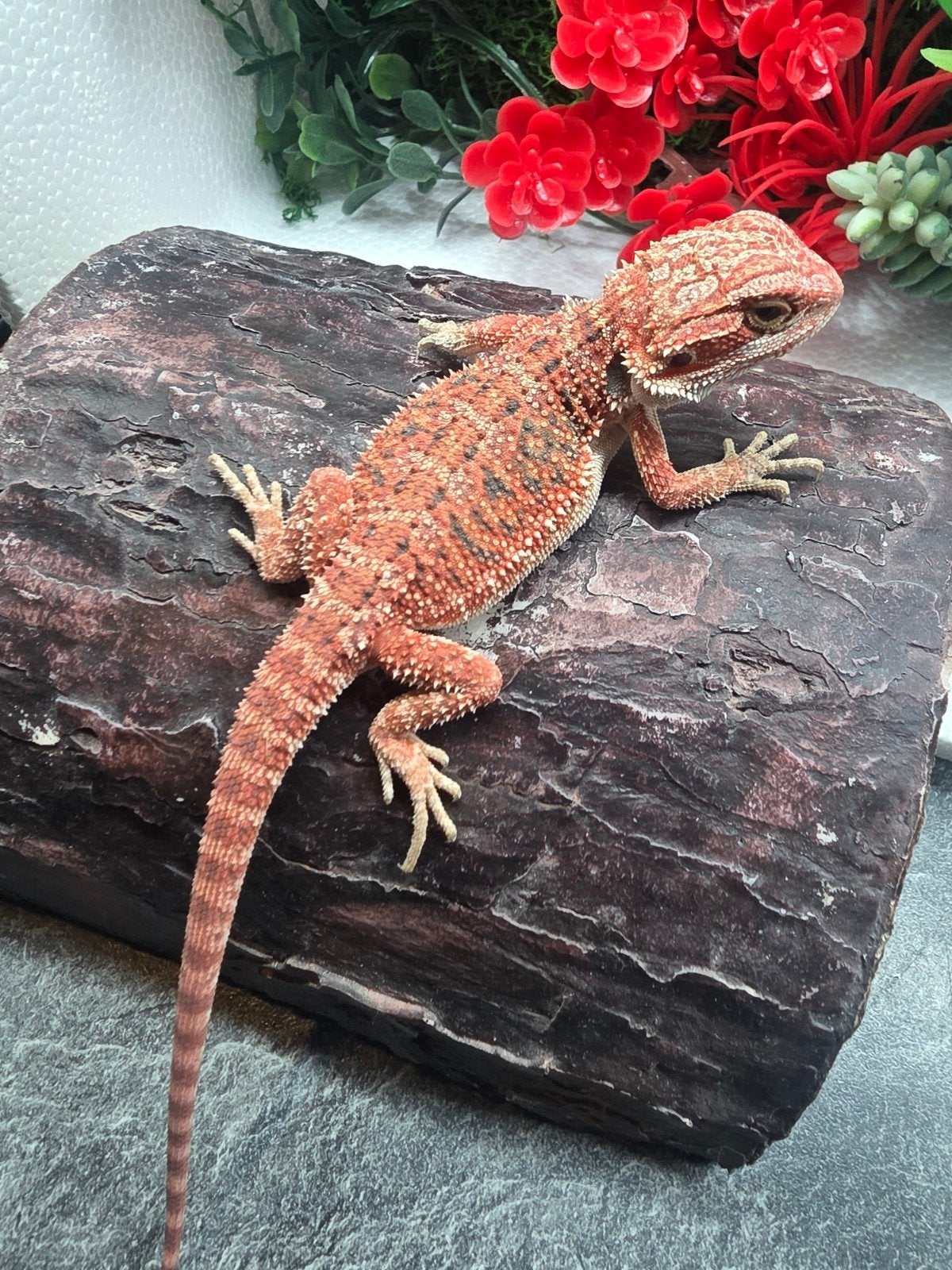 red monster, hypo , man, Dieren en Toebehoren