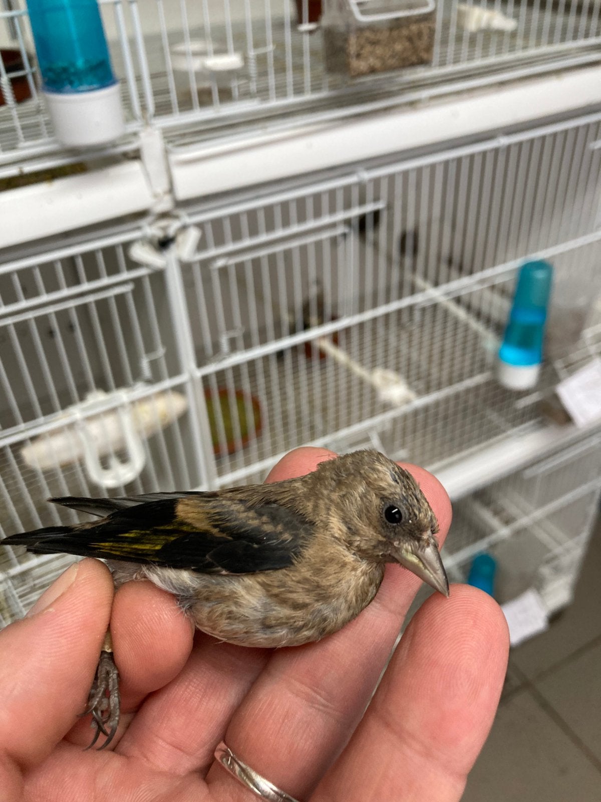 Chardonnerets parva noir, Dieren en Toebehoren