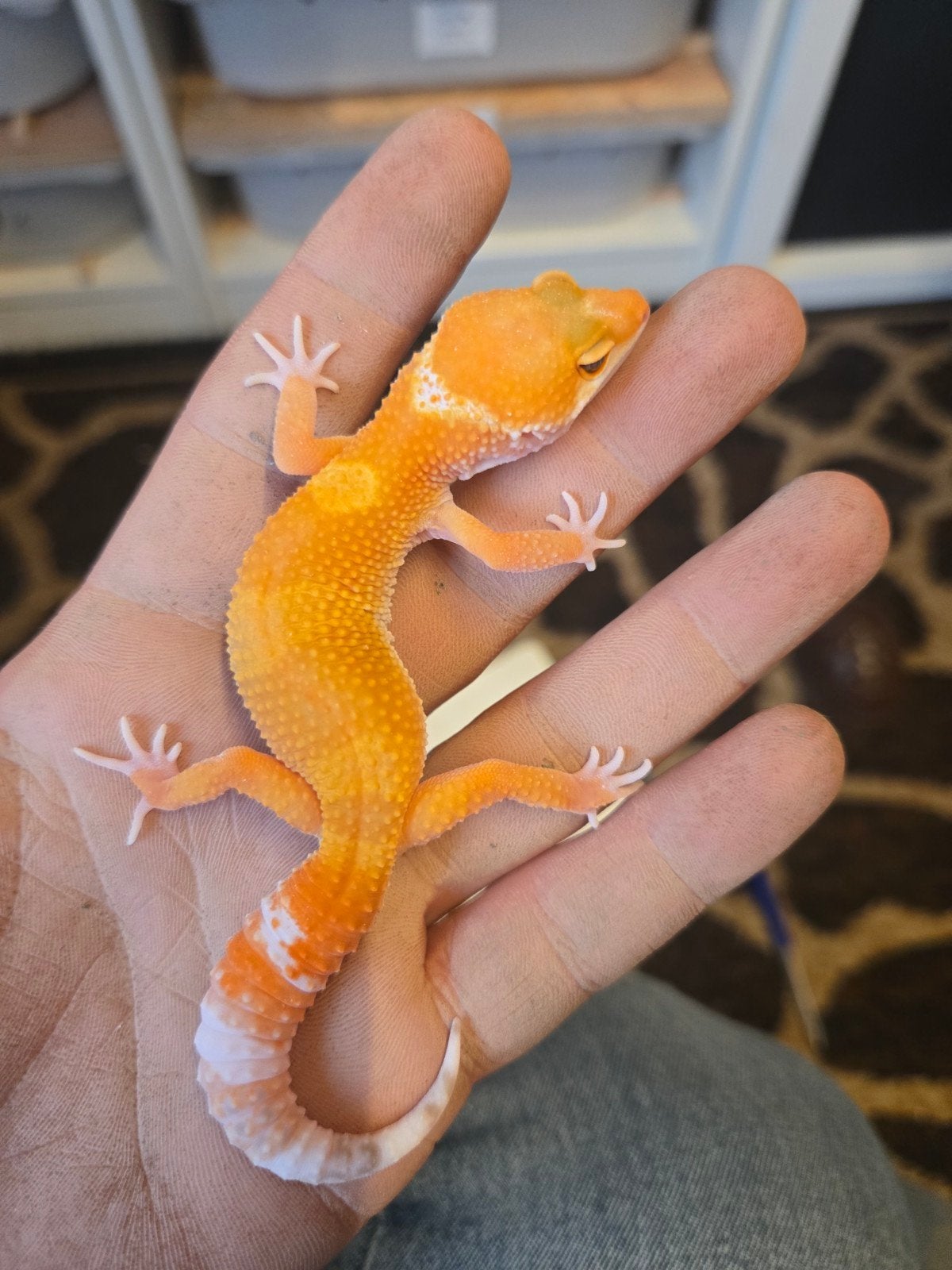 Gecko leopard tangerine tremper albino mâle, Animaux & Accessoires, Lézard, 0 à 2 ans