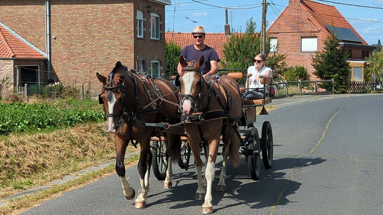 Franche montagne  4 ans, Animaux & Accessoires, Chevaux