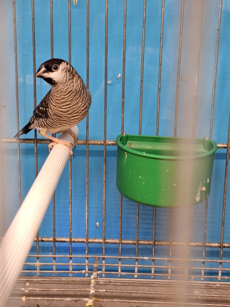 amadine modeste, Animaux & Accessoires, Oiseaux | Oiseaux Autre, Mâle, Oiseau tropical