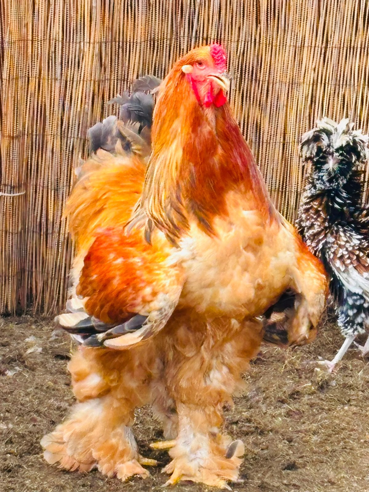 Haan Brahma, Dieren en Toebehoren